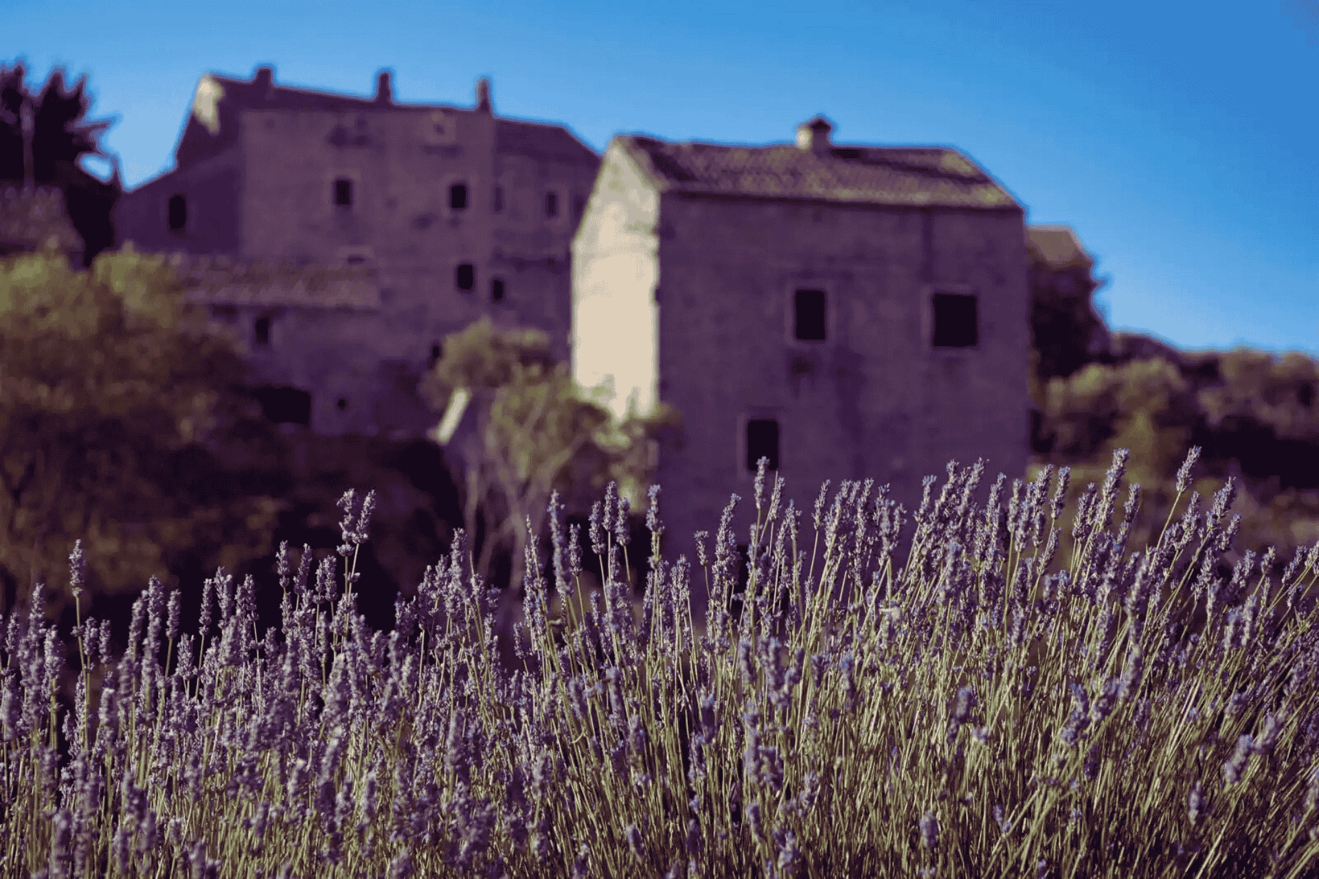 Lavender bushes in the foreground with old stone houses of Velo Grablje village on Hvar Island in the background.
