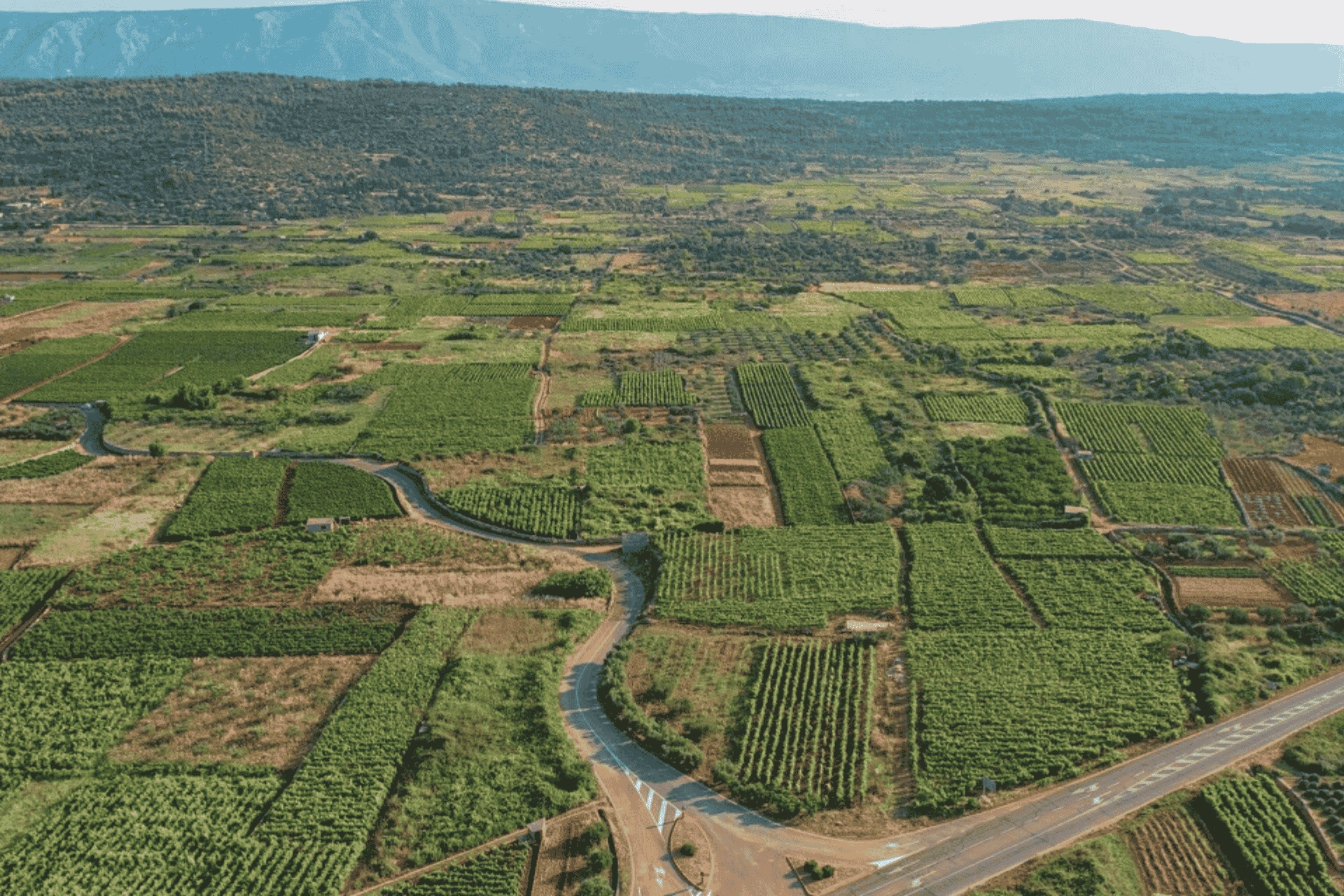 Historic Stari Grad Plain (Ager) on Hvar Island, viewed from above, showing ancient agricultural fields divided into geometric parcels surrounded by greenery.