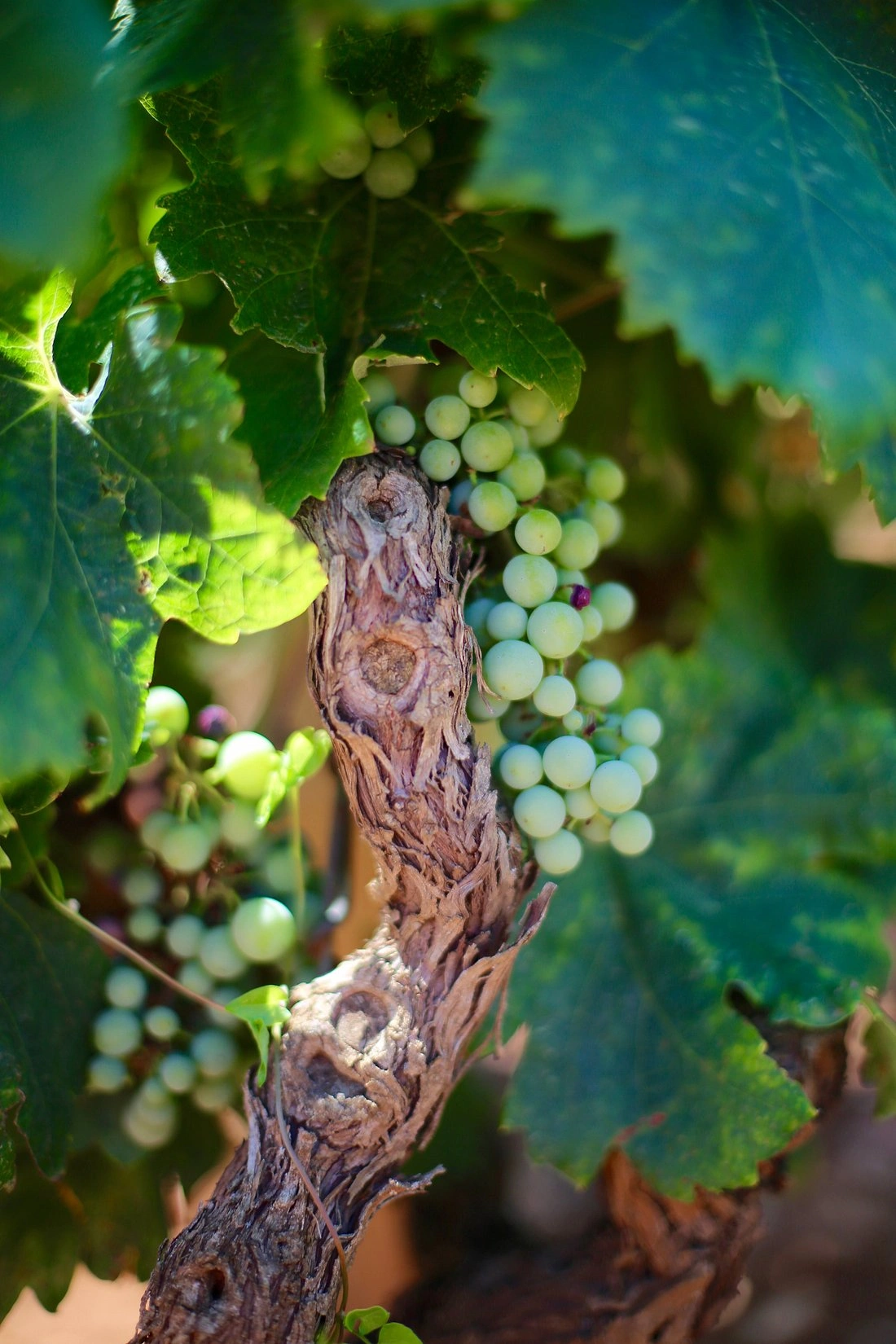 Close-up of green grapes growing on an old vineyard vine surrounded by lush leaves