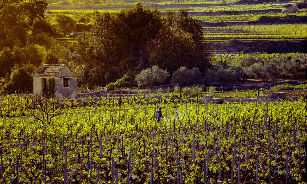 Jesienne winnice na wyspie Hvar o zachodzie słońca i mały kamienny dom polowy na równinie Stari Grad.