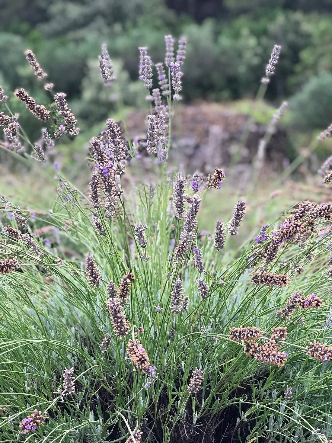 A close-up of wild lavender growing on Hvar Island, with soft-focus greenery and hills in the background