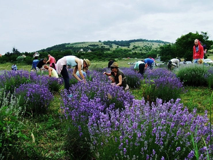 People picking lavender in a vibrant lavender field during harvest season, with hills and countryside in the background