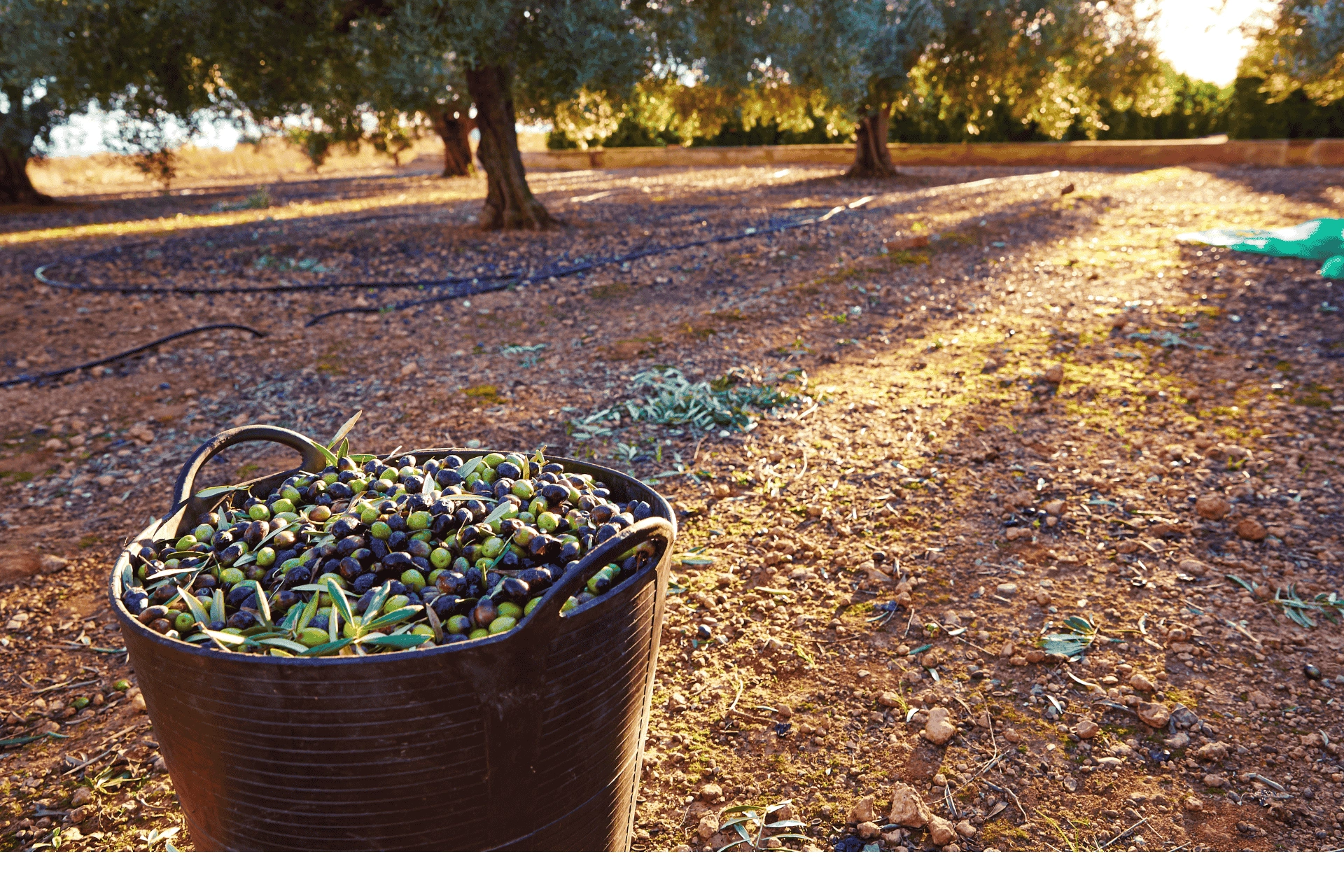 Freshly harvested olives in a large black bucket placed on the ground in a sunlit olive grove